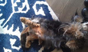 jackson4get-attachment.aspx